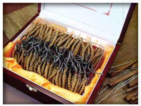 全州冬虫夏草回收